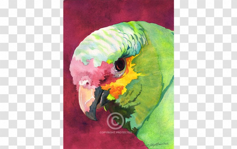 Canada Florida New York Parrot Parakeet - Bird - Watercolor Transparent PNG