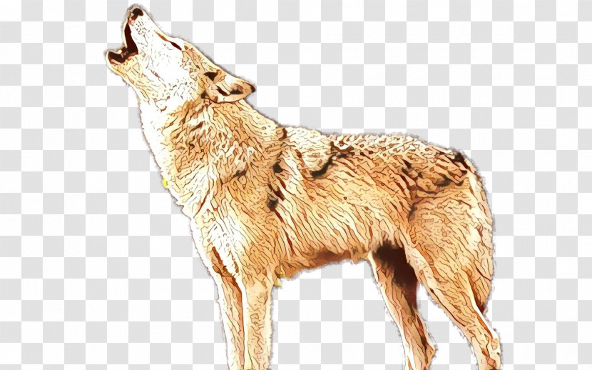 Coyote Dog Jackal Wildlife Berger Picard Transparent PNG