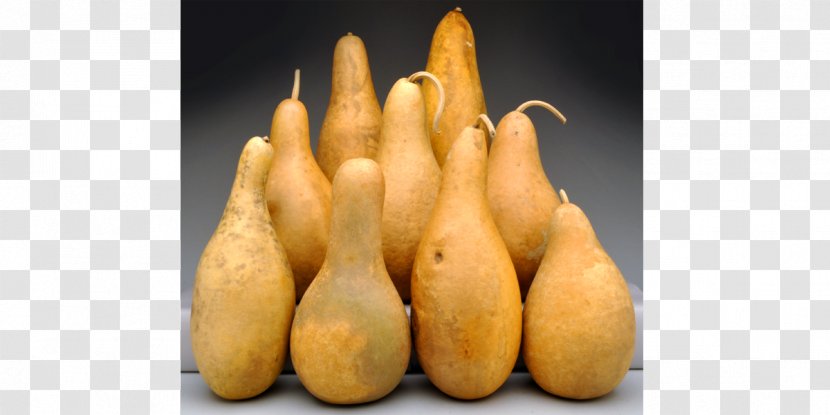Gourd Cucurbita Root Vegetables Tuber - Bottle Transparent PNG