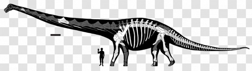 Dreadnoughtus Dinosaur Size Human Skeleton Futalognkosaurus Transparent PNG