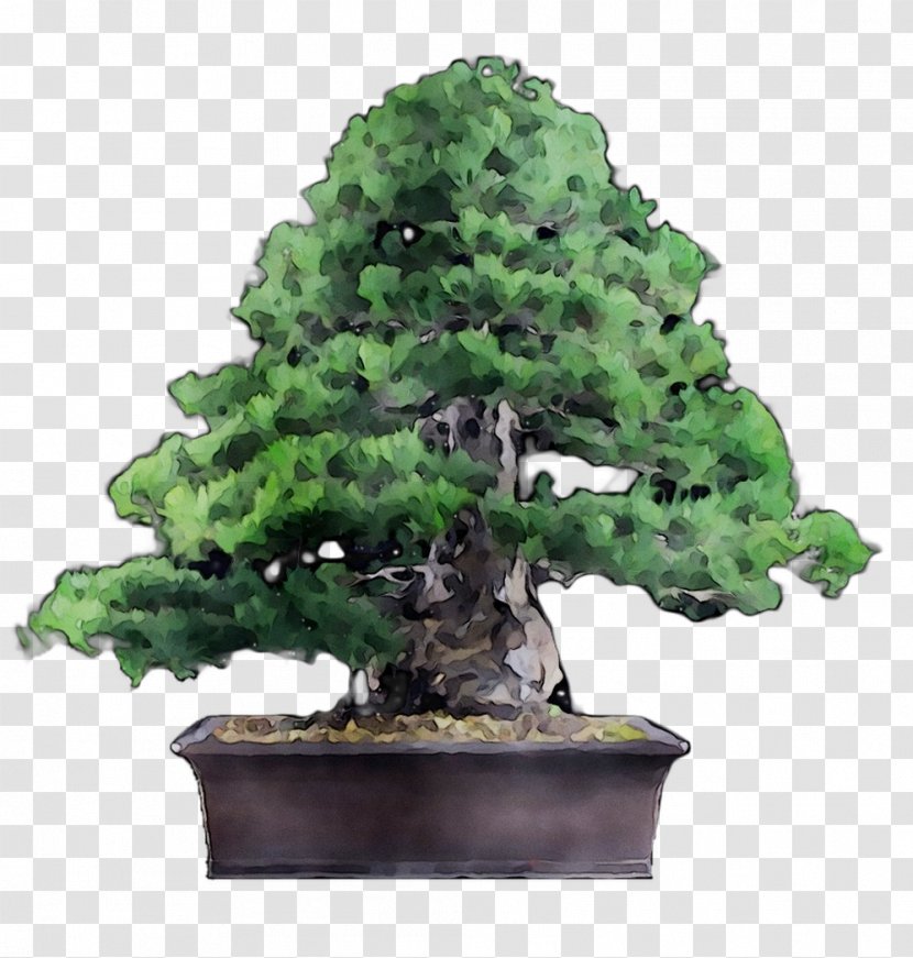 Chinese Sweet Plum Tree - Houseplant - Pine Transparent PNG