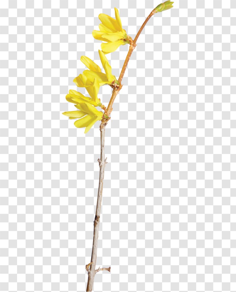 Yellow Flower Color - Floral Elements Transparent PNG