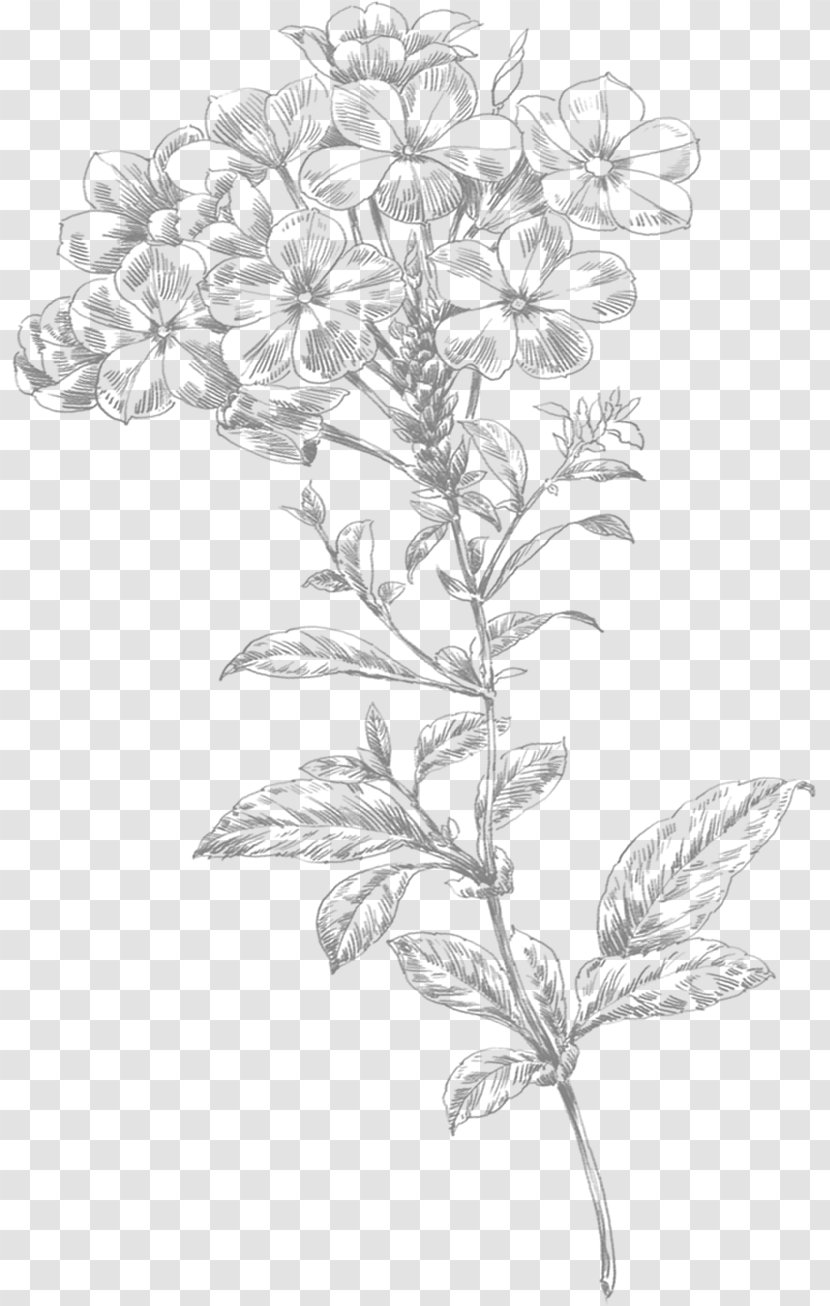 Line Art Flower Drawing - Small Flowers Transparent PNG