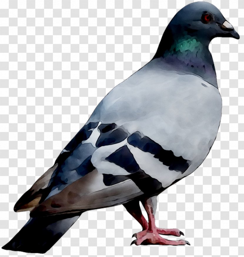 Video Games Television Show Channel - Stock Dove Transparent PNG