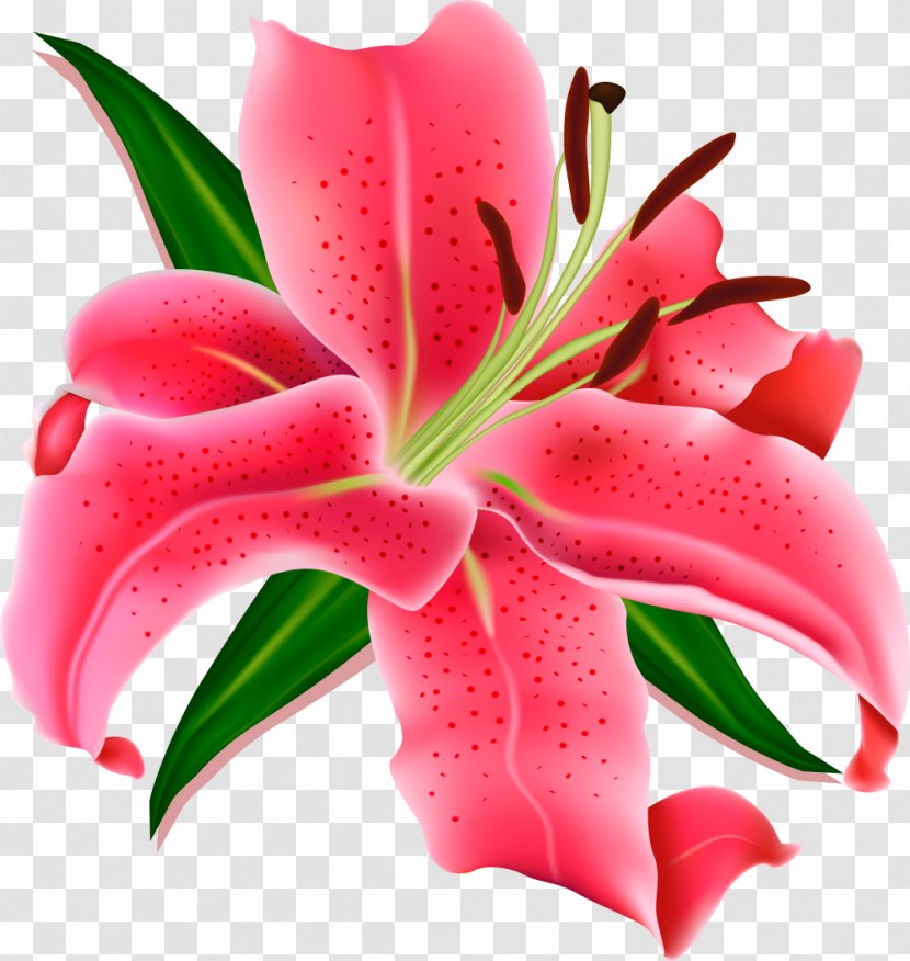 Pink Flowers Desktop Wallpaper Lilium - Flowering Plant - Frangipani Transparent PNG