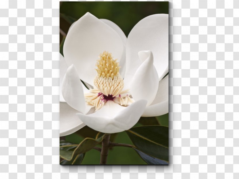 Southern Magnolia Virginiana Tree Evergreen Plant - Spring Transparent PNG