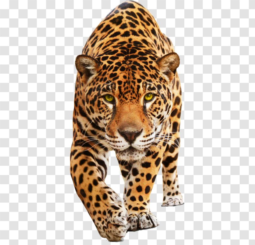 Leopard Jaguar Cars C-Type - Terrestrial Animal Transparent PNG