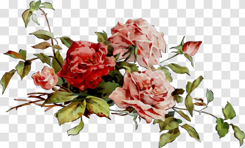 Garden Roses Cabbage Rose Floral Design Cut Flowers - Pink M Transparent PNG