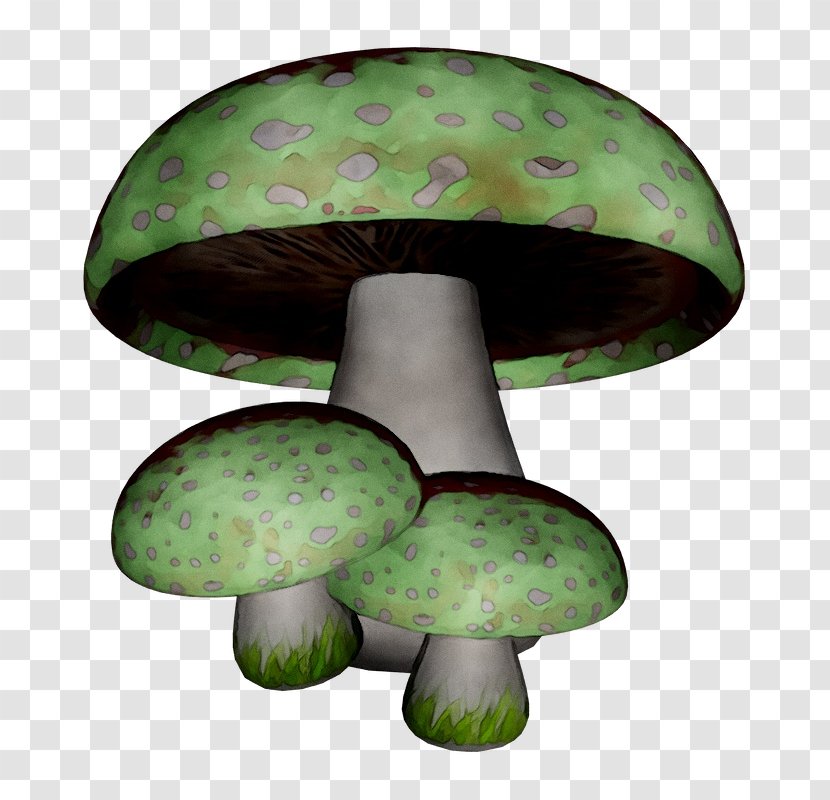 Edible Mushroom Fungus Green - Bolete - Common Transparent PNG
