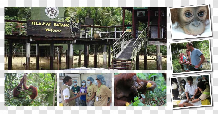 Bukit Merah Orang Utan Island Foundation Orangutan Laketown Resort Penang - Gunung Semanggol Transparent PNG