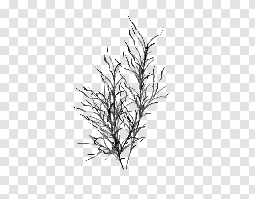 Black & White - Leaf - M Plant Stem Grasses LineBijouterie Poster Transparent PNG