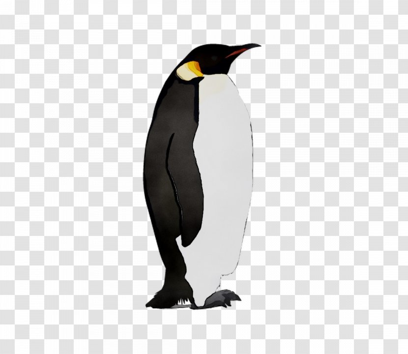 King Penguin Beak - Snares Transparent PNG
