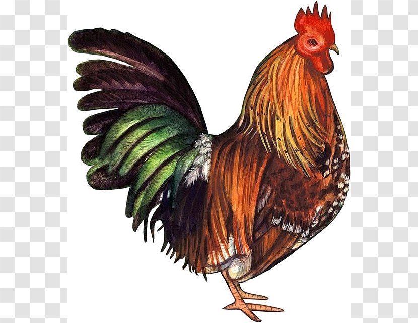 Pekin Chicken Rooster Silkie Clip Art - Vintage Transparent PNG