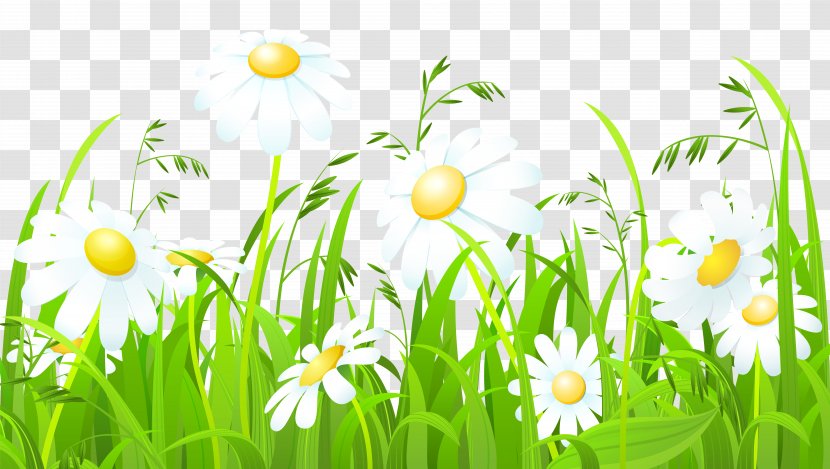 Common Daisy Clip Art - Public Domain - Chamomile Transparent PNG