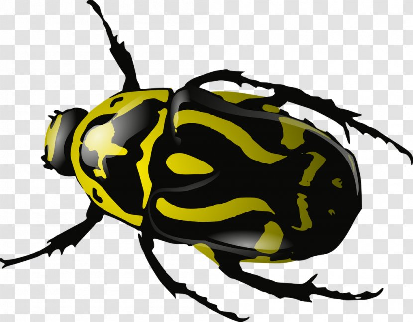 Beetle Ladybird Clip Art - Bugs Transparent PNG