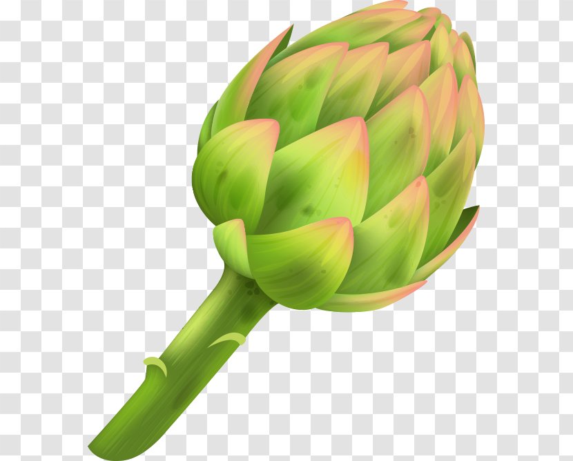 Artichoke Plant Stem - Vegetable - Boldo Transparent PNG