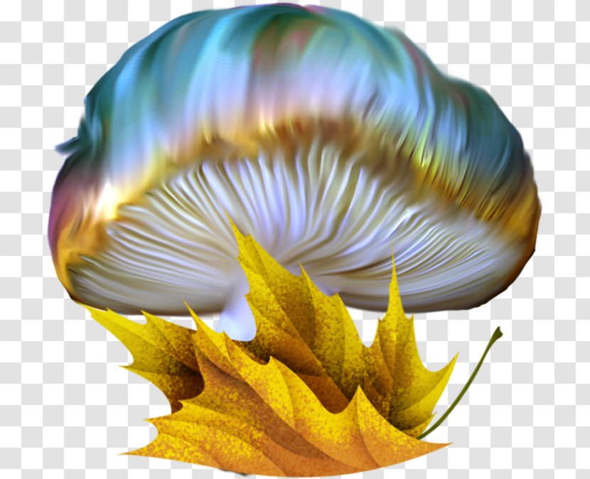 Mushroom Drawing Color - Animation Transparent PNG
