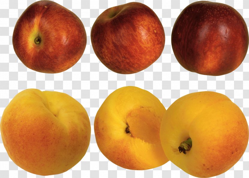 Peach Apricot Download - Transparency And Translucency - Image Transparent PNG