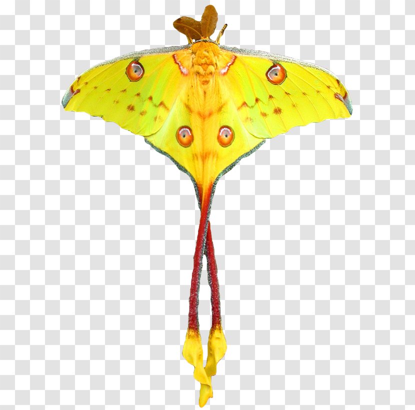 Monarch Butterfly Comet Moth Luna Transparent PNG