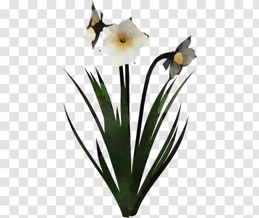 Flower Plant Petal Narcissus Amaryllis Family Transparent PNG