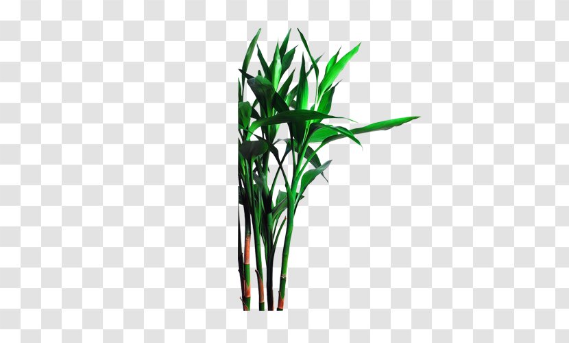 Bamboo Bamboe Icon - Copyright Transparent PNG