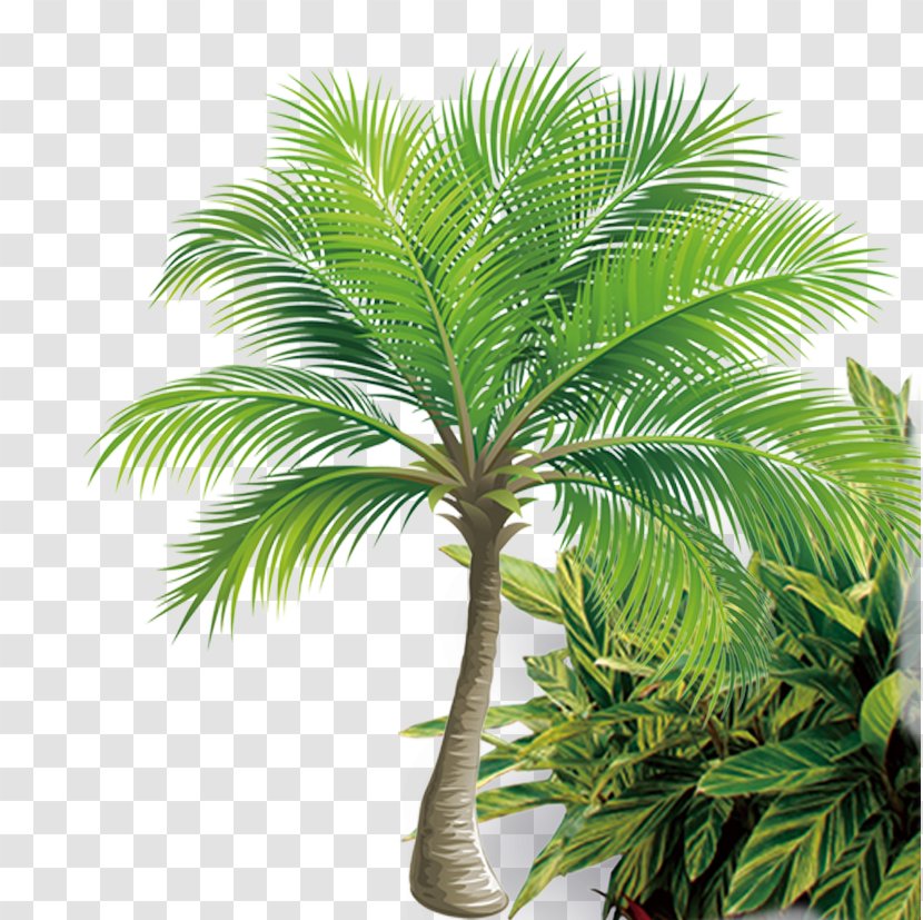 Coconut Tree Icon - Palm Transparent PNG