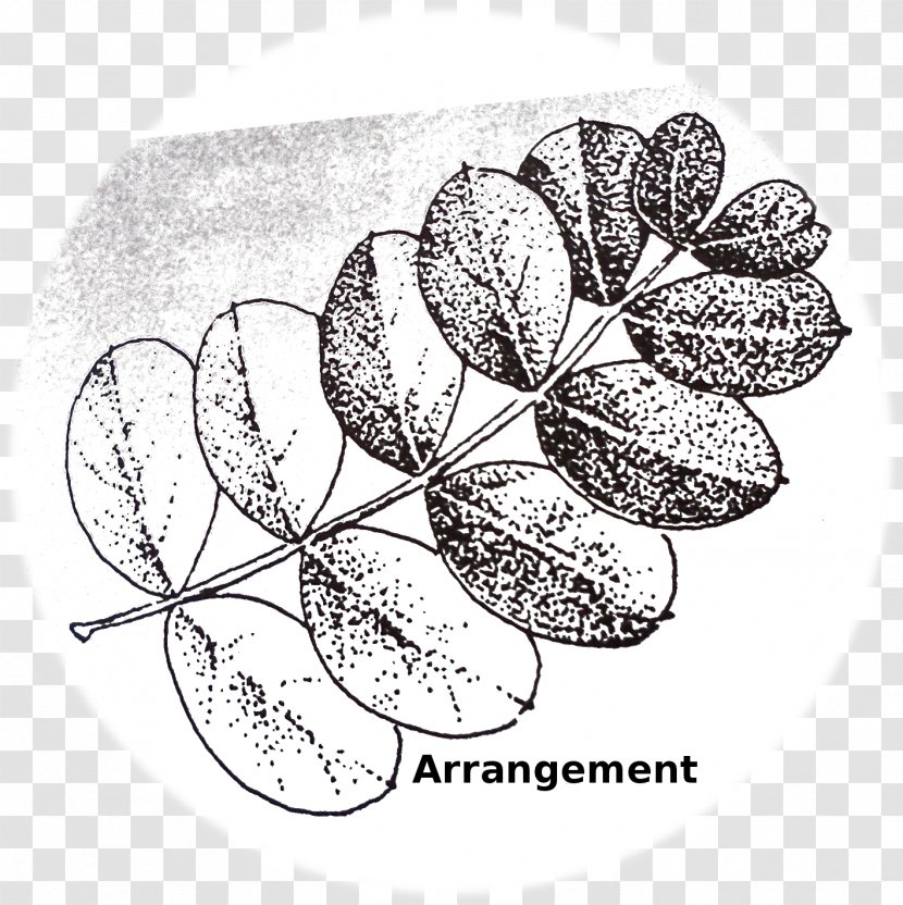 Petal Drawing Flowering Plant /m/02csf Leaf - Monochrome Photography - Leaflets Transparent PNG