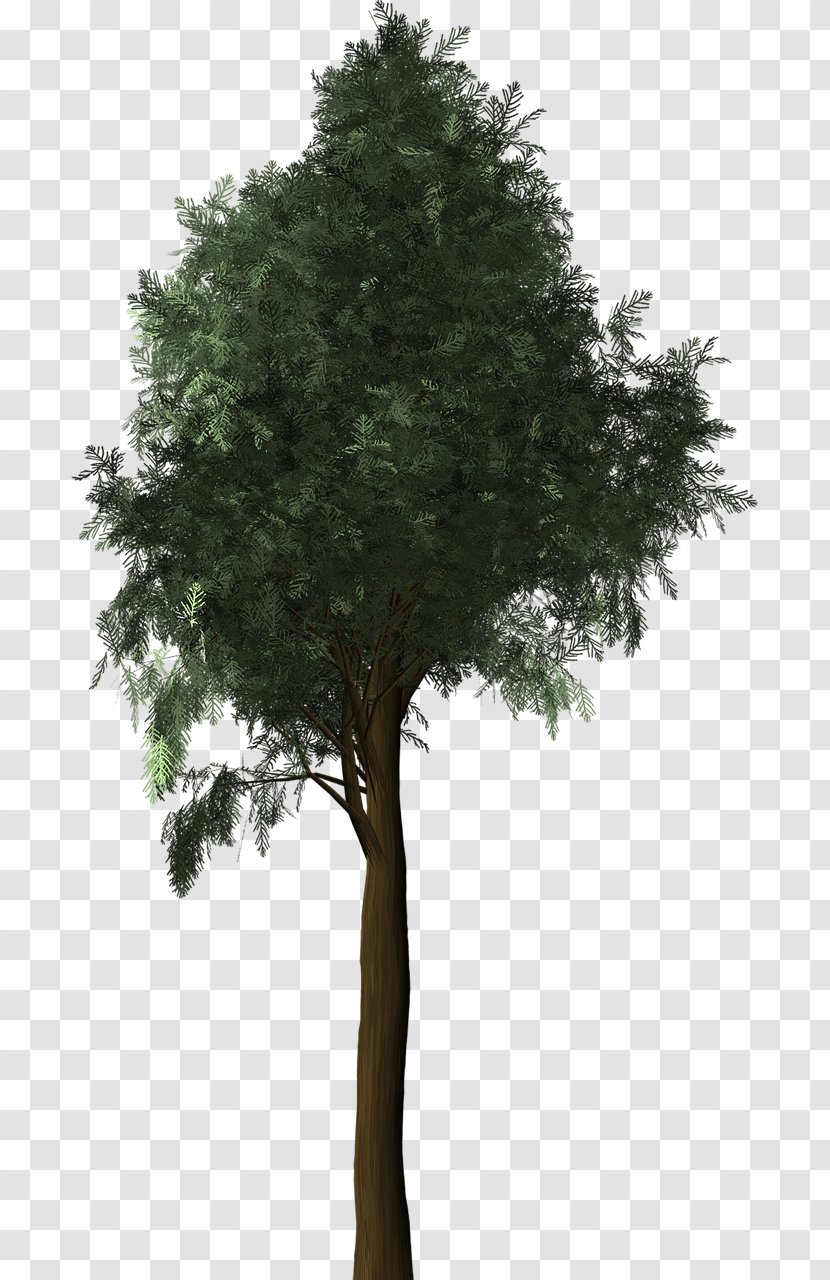 Mediterranean Cypress Evergreen Tree Plant Transparent PNG