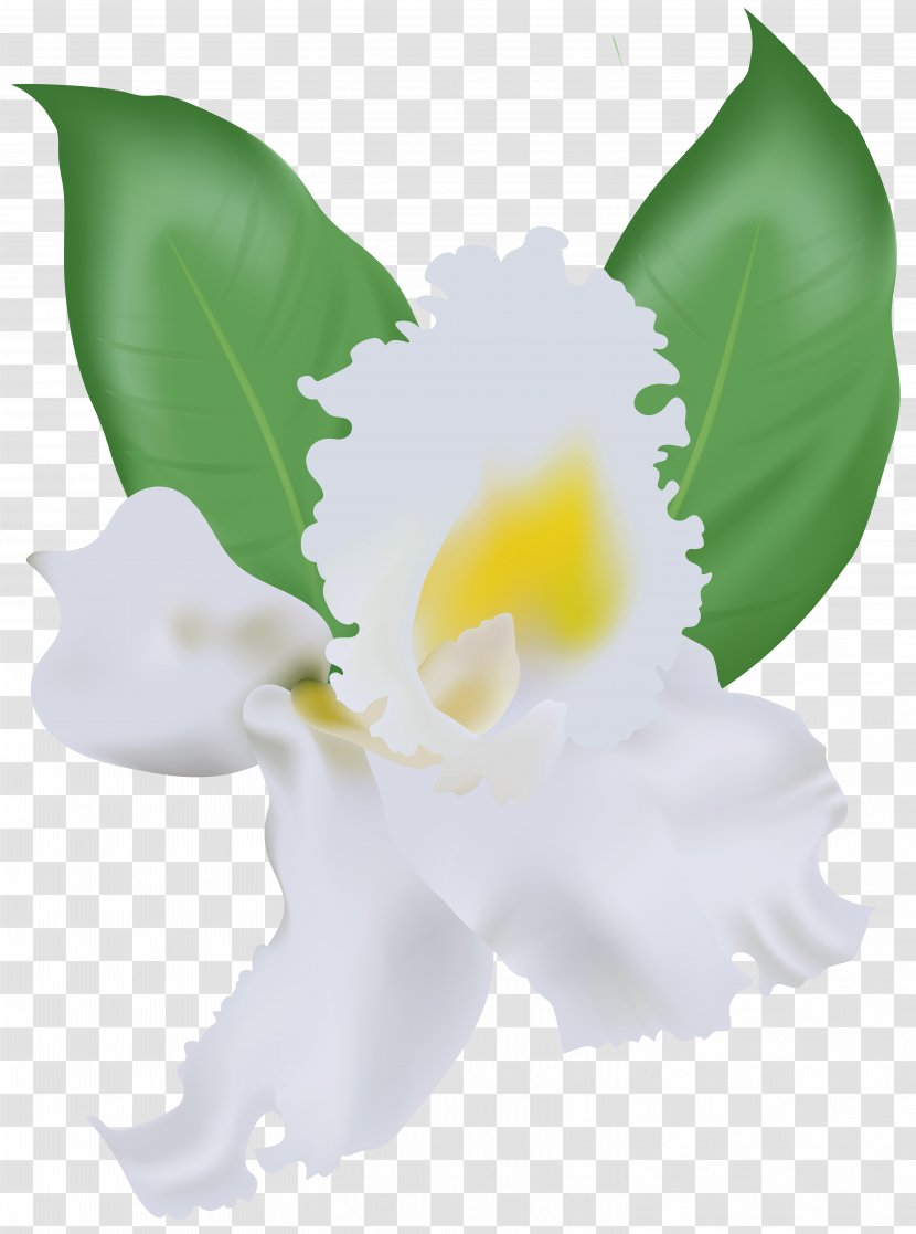 Flower Clip Art - Flowers Gallery - White Orchid Transparent PNG