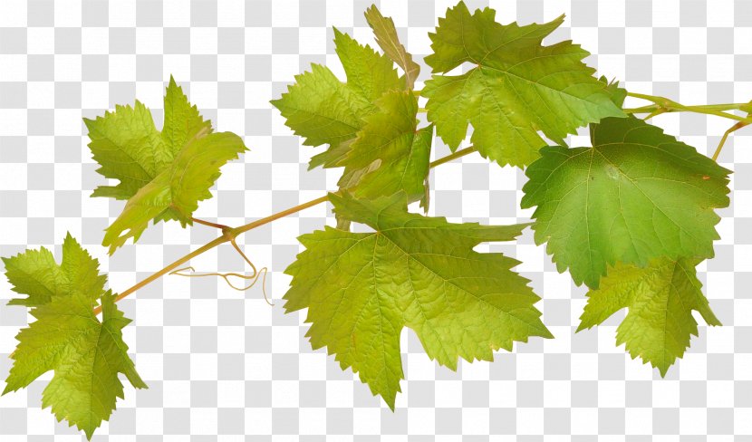 Common Grape Vine Wine Leaves Viticulture - Plant Stem - Photograph Transparent PNG
