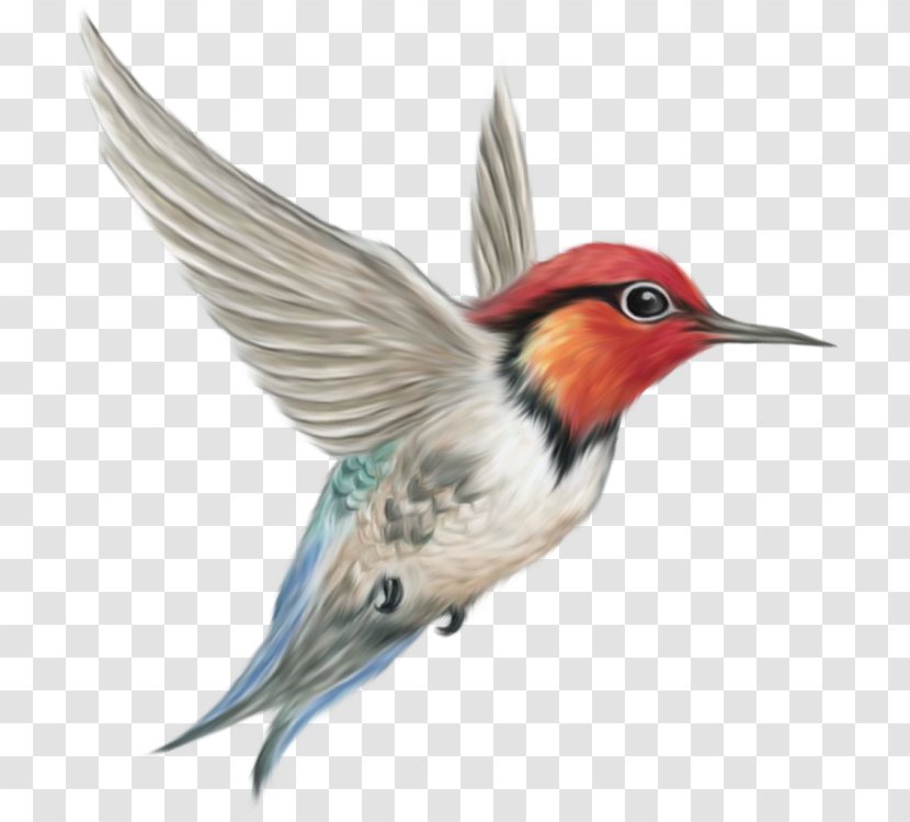 Hummingbird Clip Art Finches - Flock - Bird Transparent PNG