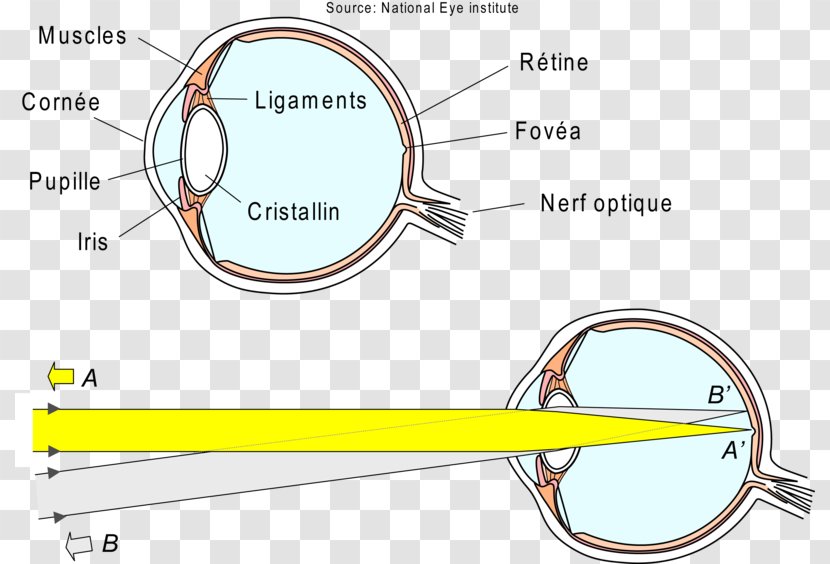 Light Eye Refraction Retina Visual Perception - Silhouette Transparent PNG