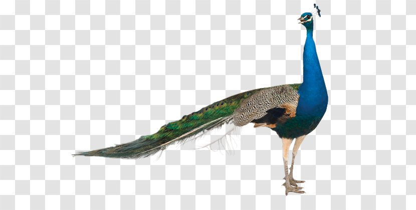 Pavo Stock Photography Asiatic Peafowl Clip Art - Phasianidae - Feather Transparent PNG