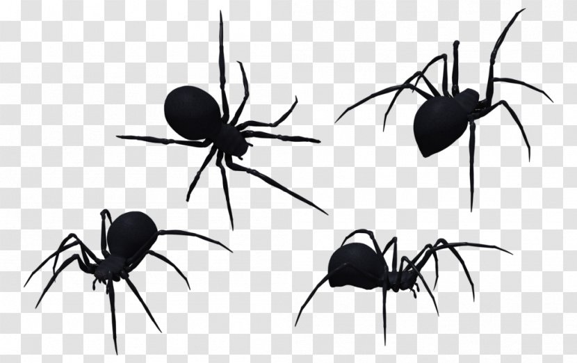 Redback Spider Southern Black Widow Brown Clip Art - Pest Transparent PNG