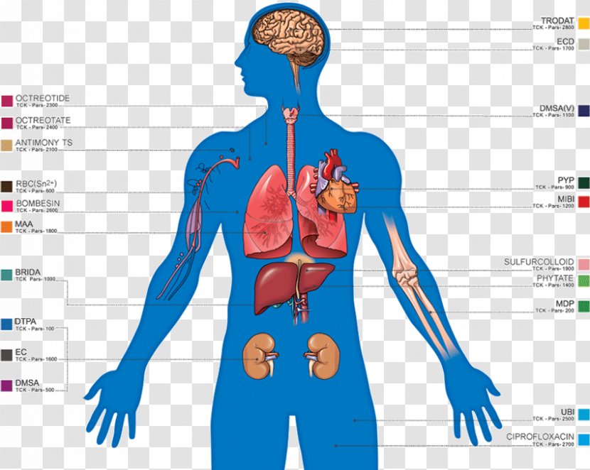 Radiopharmaceutical Technetium-99m Medical Imaging Nuclear Medicine Diagnosis - Cartoon - Tree Transparent PNG