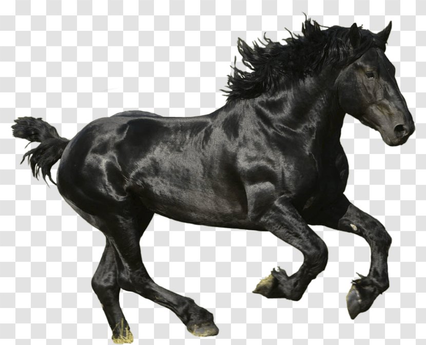 American Paint Horse Mustang Thoroughbred Trakehner Black - Photography - Image Transparent PNG
