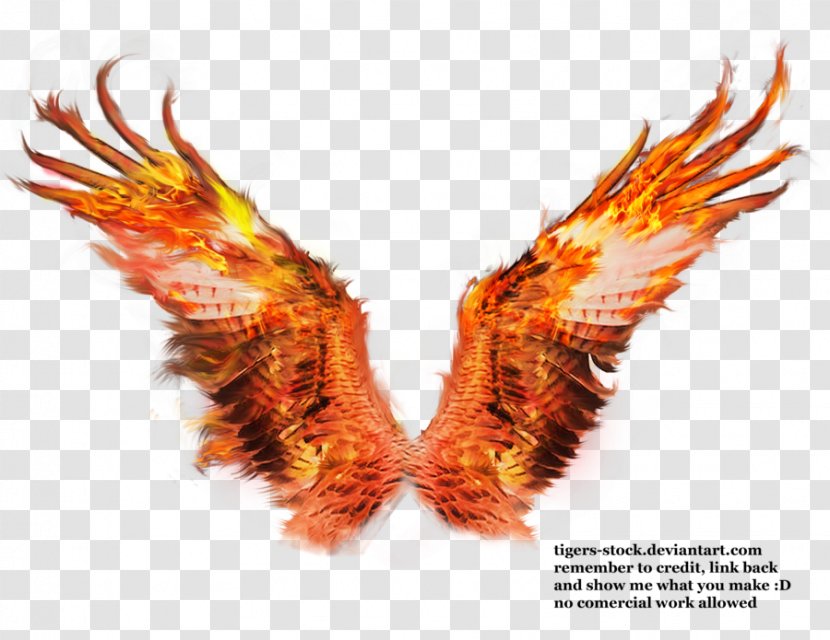 Fire Wings Sacramento Phoenix Firebird - Drawing Transparent PNG