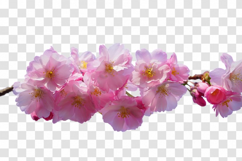 Cherry Blossom Flower East Asian - Pink Transparent PNG