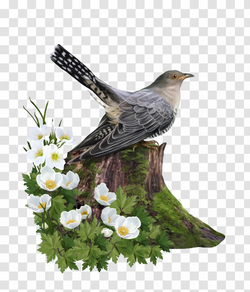 Bird Euclidean Vector Tree Stump Trunk - Beak - On The Transparent PNG