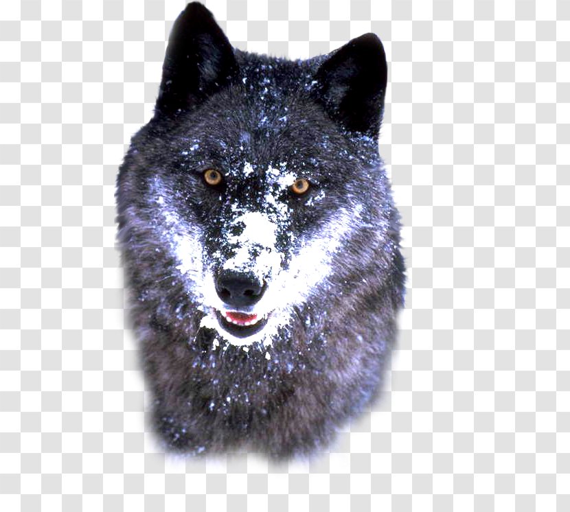 Alaskan Tundra Wolf Bosnian Coarse-haired Hound Arctic Siberian Husky - Canis - Fur Transparent PNG