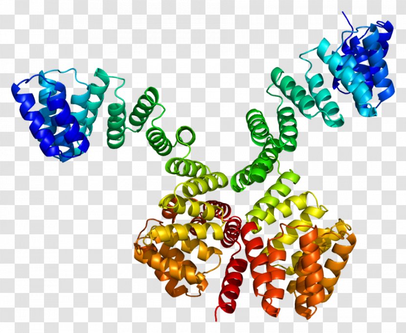 OGT Protein O-GlcNAc Transferase Enzyme O-linked Glycosylation - Olinked - Bead Transparent PNG