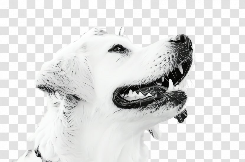Golden Retriever Background - Mouth - Jaw Companion Dog Transparent PNG