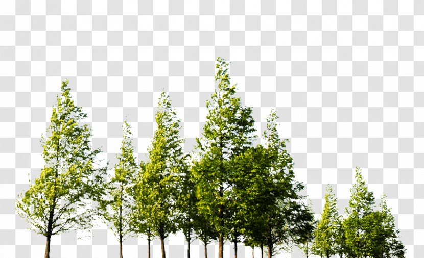 Spruce Pine Tree - Branch Transparent PNG