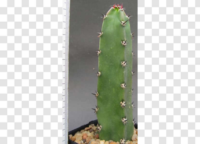 Eastern Prickly Pear Nopalito Triangle Cactus San Pedro - Nopal Transparent PNG
