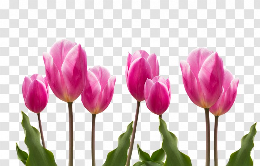 Flower Tulip Plant Pink - Purple Transparent PNG