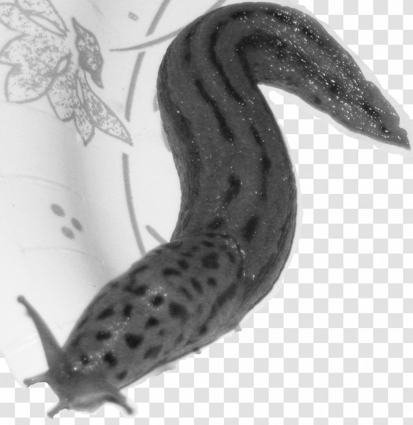 Slug Terrestrial Animal Tail White Transparent PNG