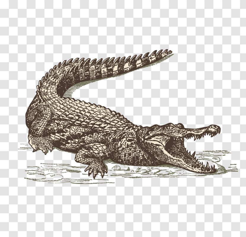 International Drive Orlando Crocodile Everglades Restaurant - Sketch Transparent PNG