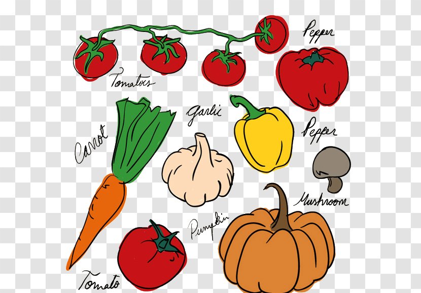 Vegetable Drawing Fruit Tomato - Flower - All Kinds Of Vegetables Transparent PNG
