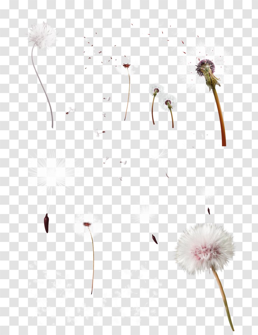 Dandelion Google Images Clip Art - Beak - White Fresh Decorative Pattern Transparent PNG