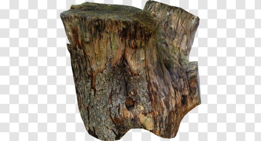 Tree Stump Wood Trunk Bark Transparent PNG